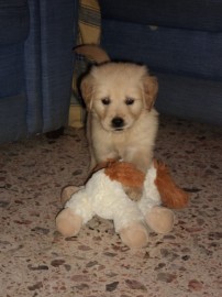 Terry