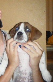 Rocko