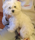 Tino
