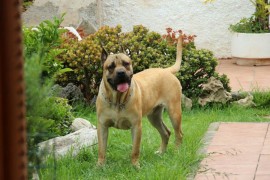 Drago (presa canario)