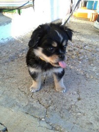 laika