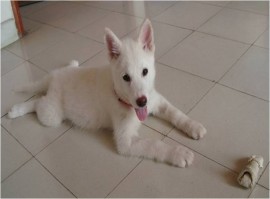 Vainilla
