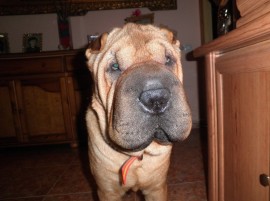 Duke