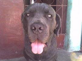 Zeus
