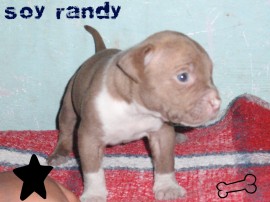 randy