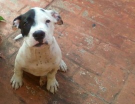 Dogo Aimisne