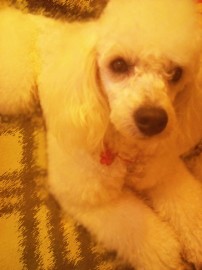 ALMENDRA