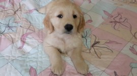 ANNIE