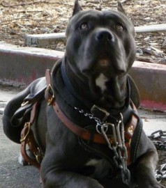 Zeus