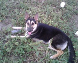 Marley