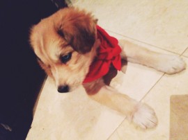 Nala