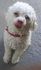 Bombon