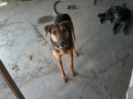Braulio