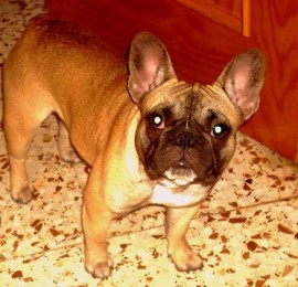 Ficha de Buffy (Un perro de lahnanaja) | Perros.com