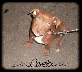 canelo
