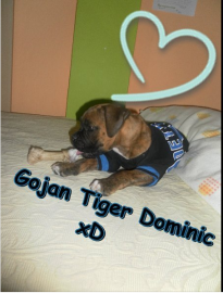 Gojan Tiger Dominic