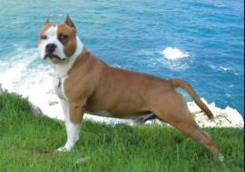 Zubi