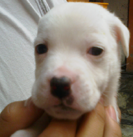 Lil Teddy