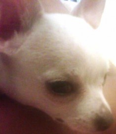 charis