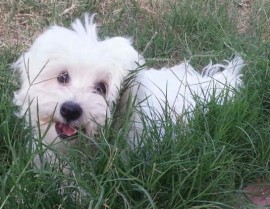 Chicho