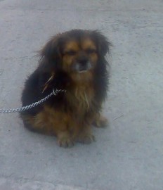 Chispo