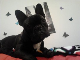 Dexter