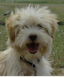 Cooper