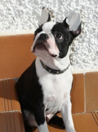 Drako