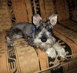 ODIN