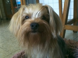 Junior
