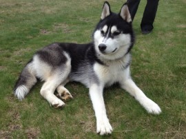 Hachi