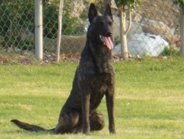Harry - Pastor Holandes