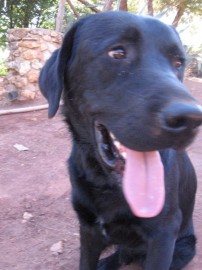 Hugo