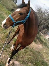 Pincelada
