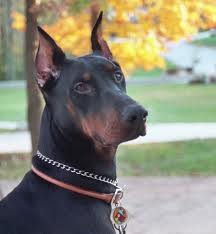 junior
