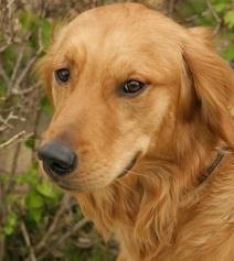 deisy