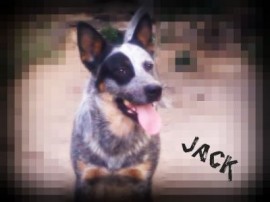 Jack