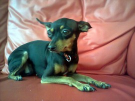 Liza