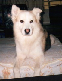 Lobo