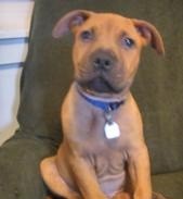 diesel