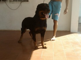 VENDO  CACHORROS ROTTWEILER ALEMAN