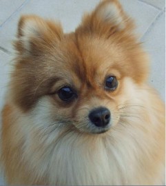 Marvin