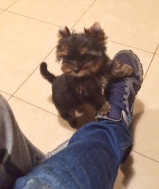 Herminia