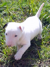 Molly 