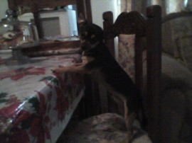 negrito