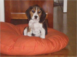 Neska