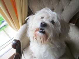 Pancho