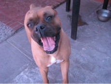 pancho