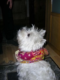 Percy