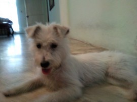Perdy